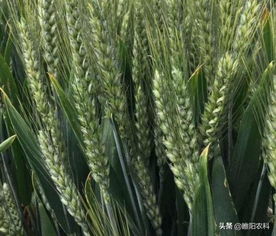 突破1600斤！又一超高产小麦新品种震撼上市