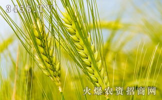 小麦生长后期提高单粒重的关键技术方法
