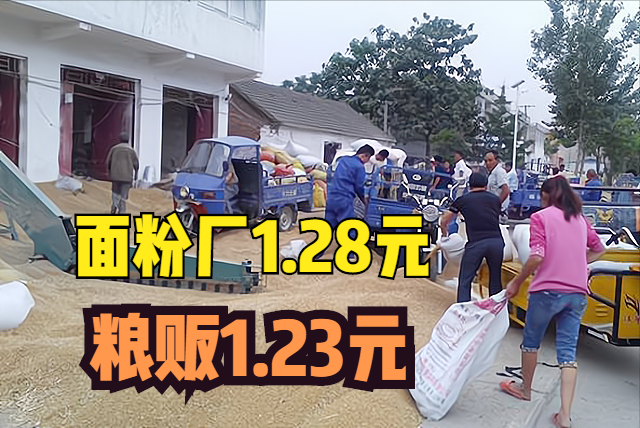 同样的小麦,面粉厂1.28元/斤,粮贩1.23元/斤,为何?卖给谁好?